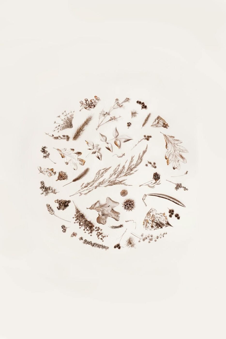 A botanical arrangement inspired by the Himalayas